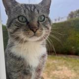 Foto del gato perdido en Plaisir