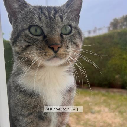 Foto 1/1 Raclo - Grisous Chat perdido en Plaisir