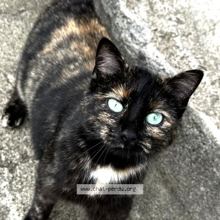 Foto 2/5 Minoune Chat perdido en Jabrun