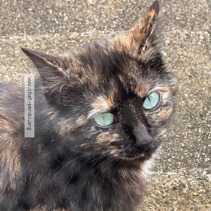 Foto 5/5 Minoune Chat perdido en Jabrun