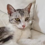 Foto del gato perdido en Saint Quentin