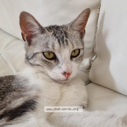 Foto 1/1 Mitaine Chat perdido en Saint quentin