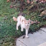 Foto de gato encontrado en Tarare