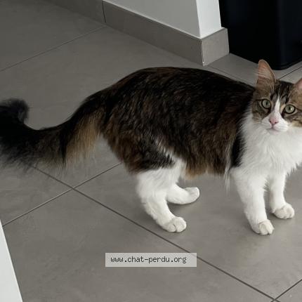 Foto 1/1 Milo Chat perdido en Ceignac