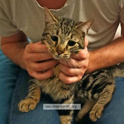 Foto 1/1 Gato encontrado Encontrado en Marseille