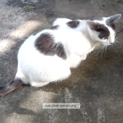 Foto 1/1 poupée Chat perdido en La baule escoublac