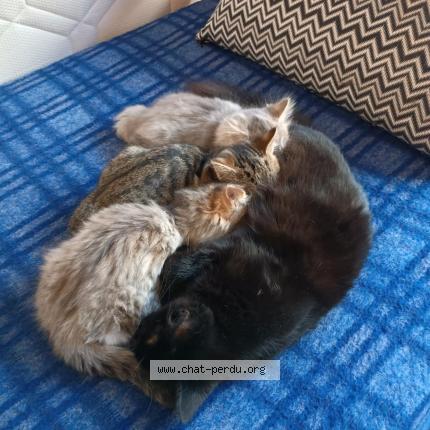 Foto 1/1 Plume Chat perdido en Limoges