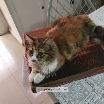 Foto 1/1 Gato encontrado Perdido en Cerrillos