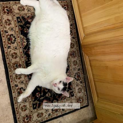 Foto 1/1 Leow Chat perdido en Caledon