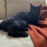 Foto del gato perdido en Montreal