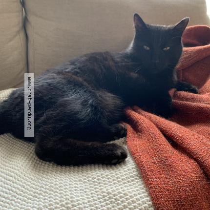 Foto 1/1 Wallace Chat perdido en Montreal