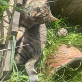 Foto del gato perdido en Montfaucon