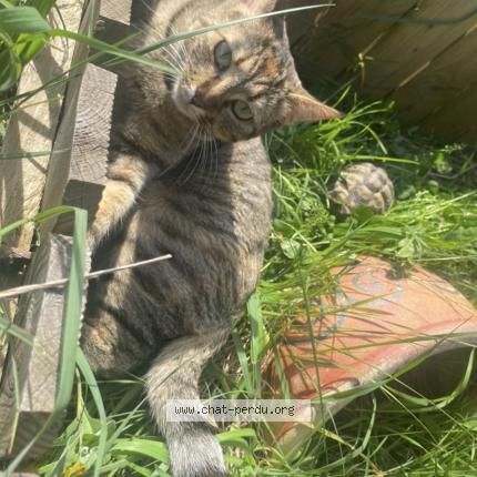 Foto 1/1 STONE Chat perdido en Montfaucon