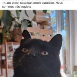 Foto del gato perdido en Marseille