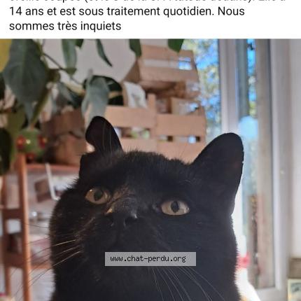 Foto 1/1 Lilith Chat perdido en Marseille