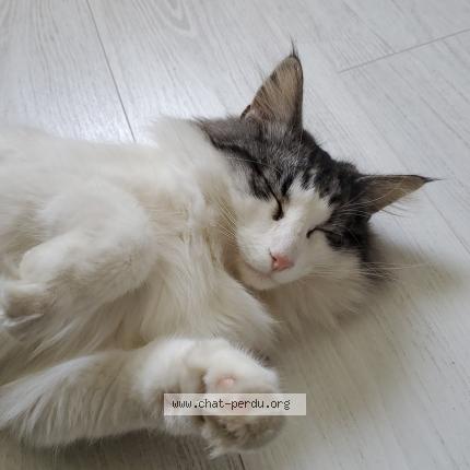 Foto 1/1 Hopie Chat perdido en Divonne les bains