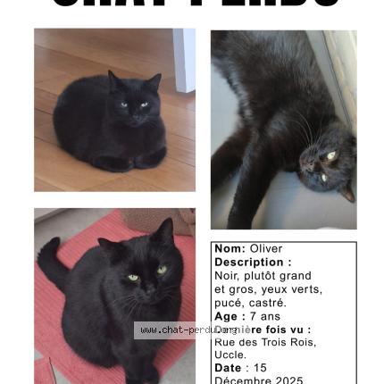 Foto 1/1 Oliver Chat perdido en Uccle