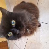 Foto del gato perdido en Perpignan