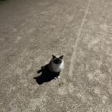 Foto de gato encontrado en Beauzelle