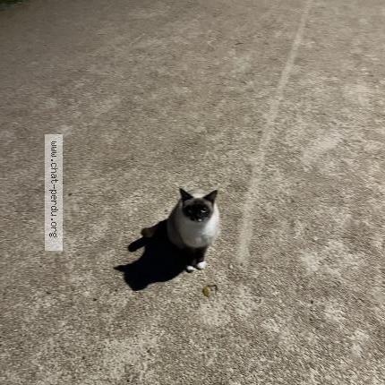 Foto 1/2 Gato encontrado Encontrado en Beauzelle