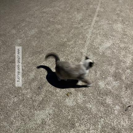 Foto 2/2 Gato encontrado Encontrado en Beauzelle