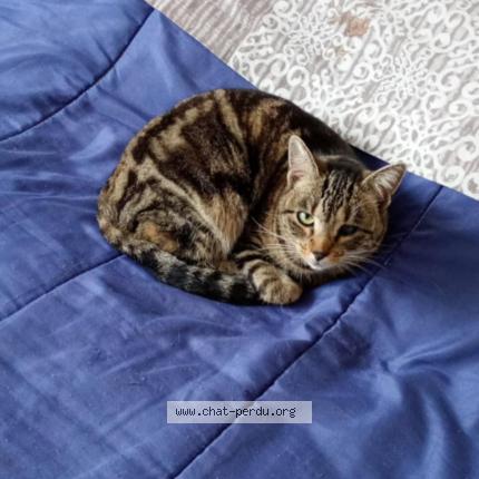 Foto 1/1 P&eacute;pita Chat perdido en Roanne