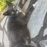 Foto del gato perdido en Boutigny Sur Essonne