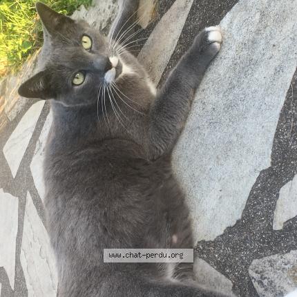 Foto 1/1 Outo Chat perdido en Boutigny sur essonne