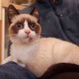 Foto de gato encontrado en Miramas