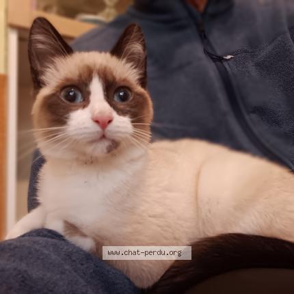 Foto 1/1 Gato encontrado Encontrado en Miramas