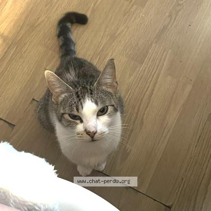 Foto 1/1 India Chat perdido en Taize aizie