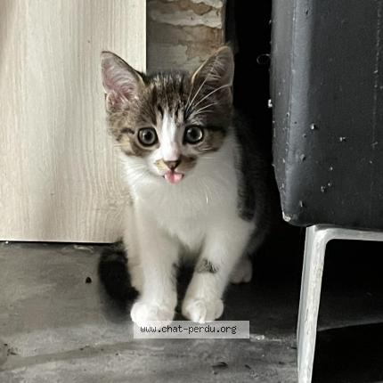 Foto 1/1 Blanchette Chat perdido en Taize aizie
