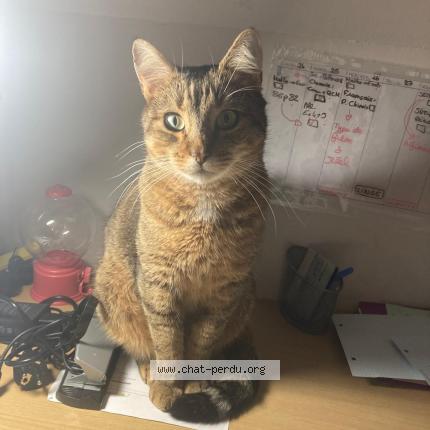Foto 1/2 Looping Chat perdido en Bihorel