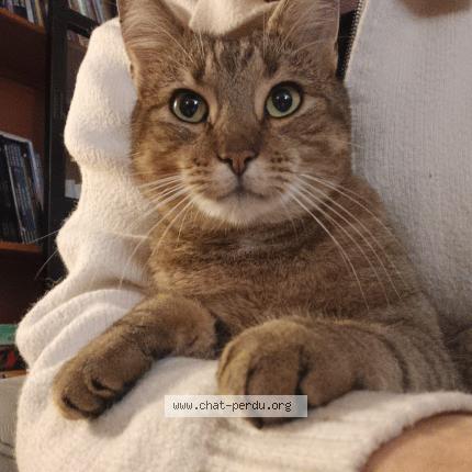 Foto 2/2 Looping Chat perdido en Bihorel