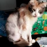 Foto del gato perdido en Corneuil