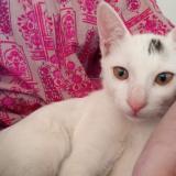 Foto del gato perdido en Karachi