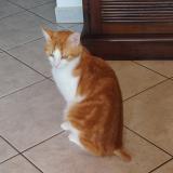 Foto del gato perdido en Saint Jean De Monts