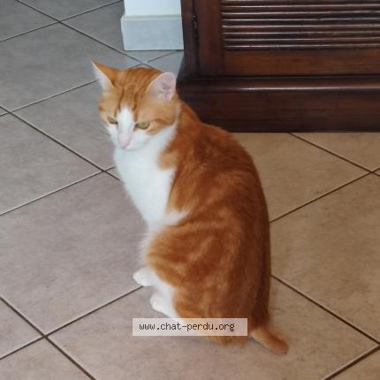 Foto 1/1 Diaval Chat perdido en Saint jean de monts