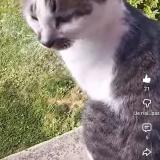 Foto del gato perdido en Roybon