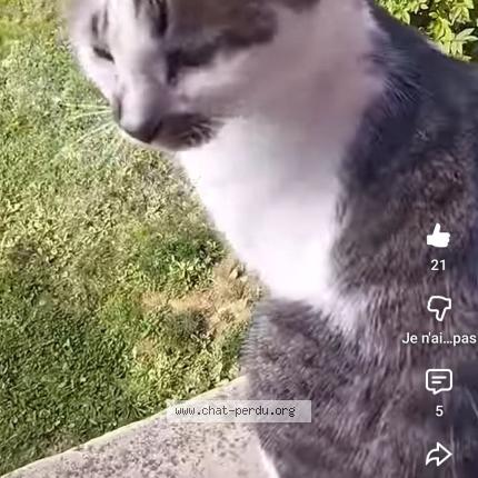 Foto 1/1 Sylvie Baert Chat perdido en Roybon