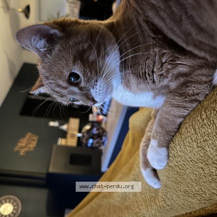 Foto 1/1 Nenette Chat perdido en Auch