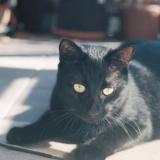 Foto del gato perdido en Saint Andre Lez Lille