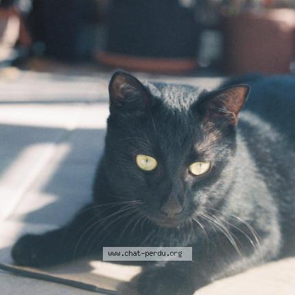 Foto 1/1 Gaston Chat perdido en Saint andre lez lille