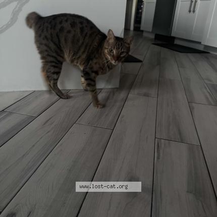 Foto 1/1 Meko Chat perdido en Brandon