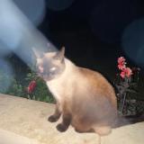 Foto del gato perdido en Saint Cirq Madel