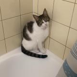 Foto del gato perdido en Collonge Bellerive