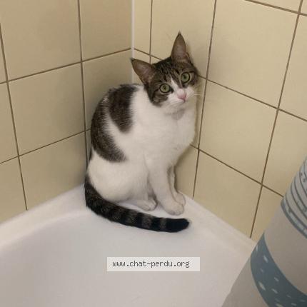 Foto 1/1 Coquillette Chat perdido en Collonge bellerive