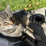 Foto del gato perdido en Agen