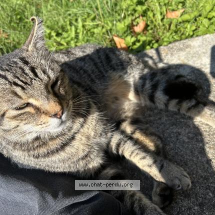 Foto 1/1 Pablo Chat perdido en Agen