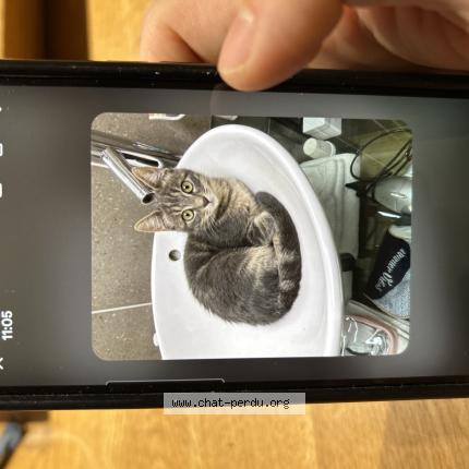 Foto 1/1 Onyx Chat perdido en Serre chevalier monetier